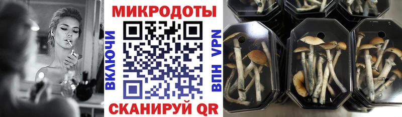 Купить закладки  Алексеевка  Галлюциногенные грибы Psilocybe 